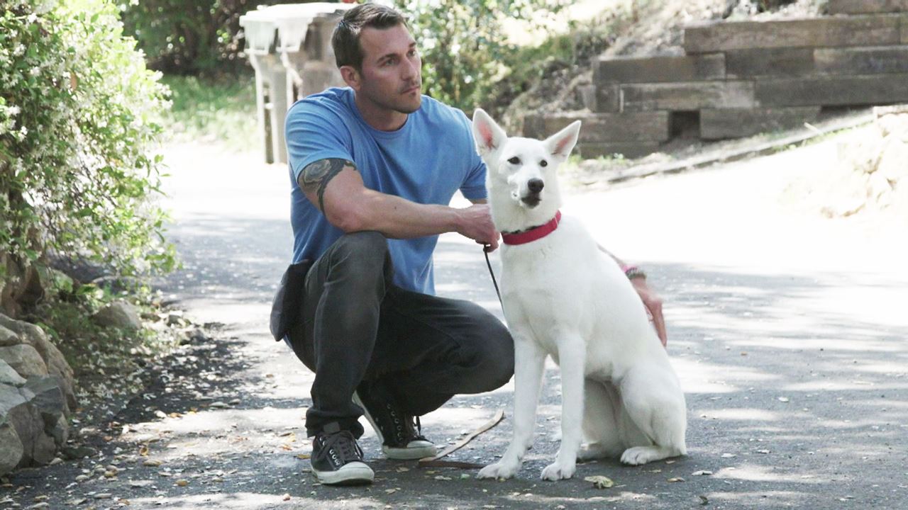 Watch Lucky Dog Season 3 Episode 7 Telecasted On 20032020 Online