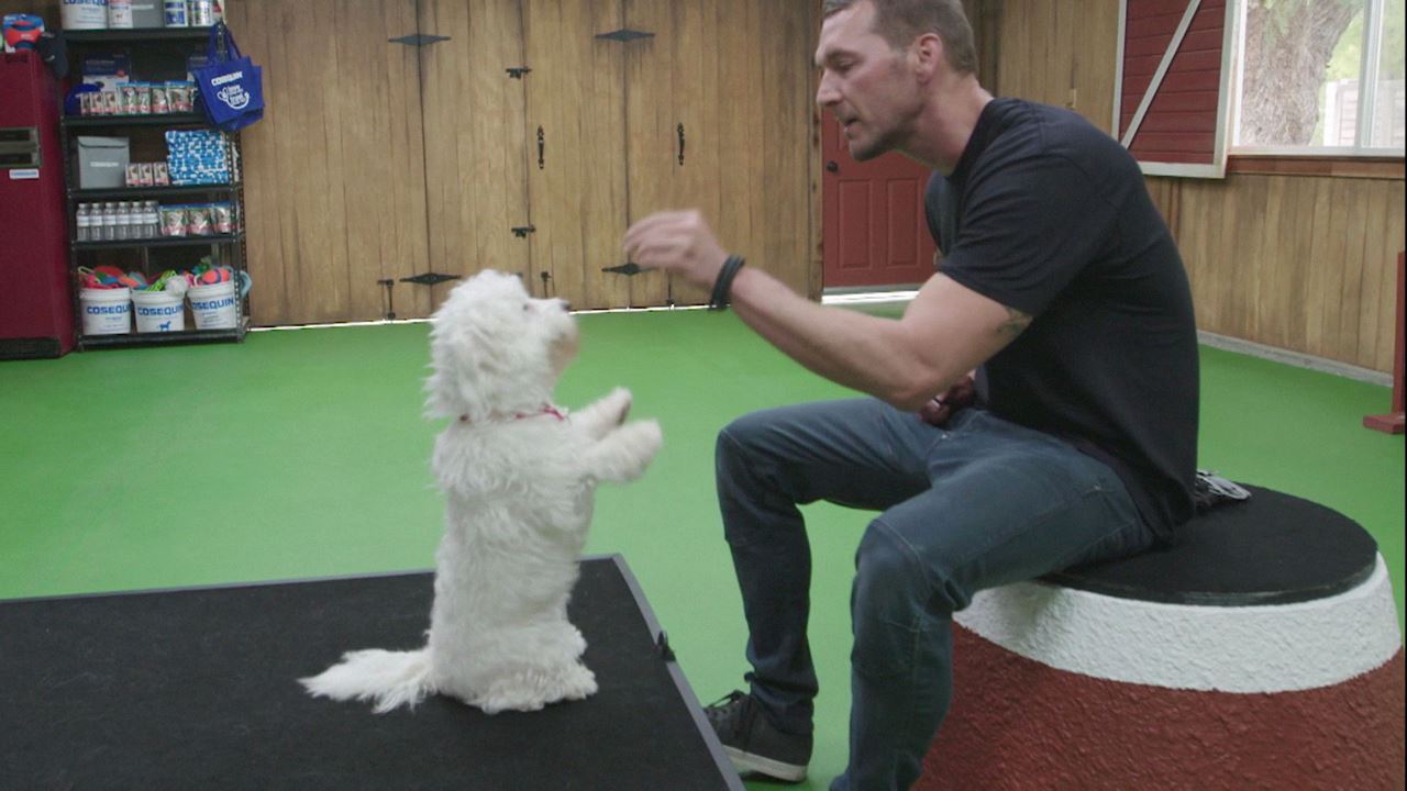 Watch Lucky Dog Season 5 Episode 3 Telecasted On 13052020 Online