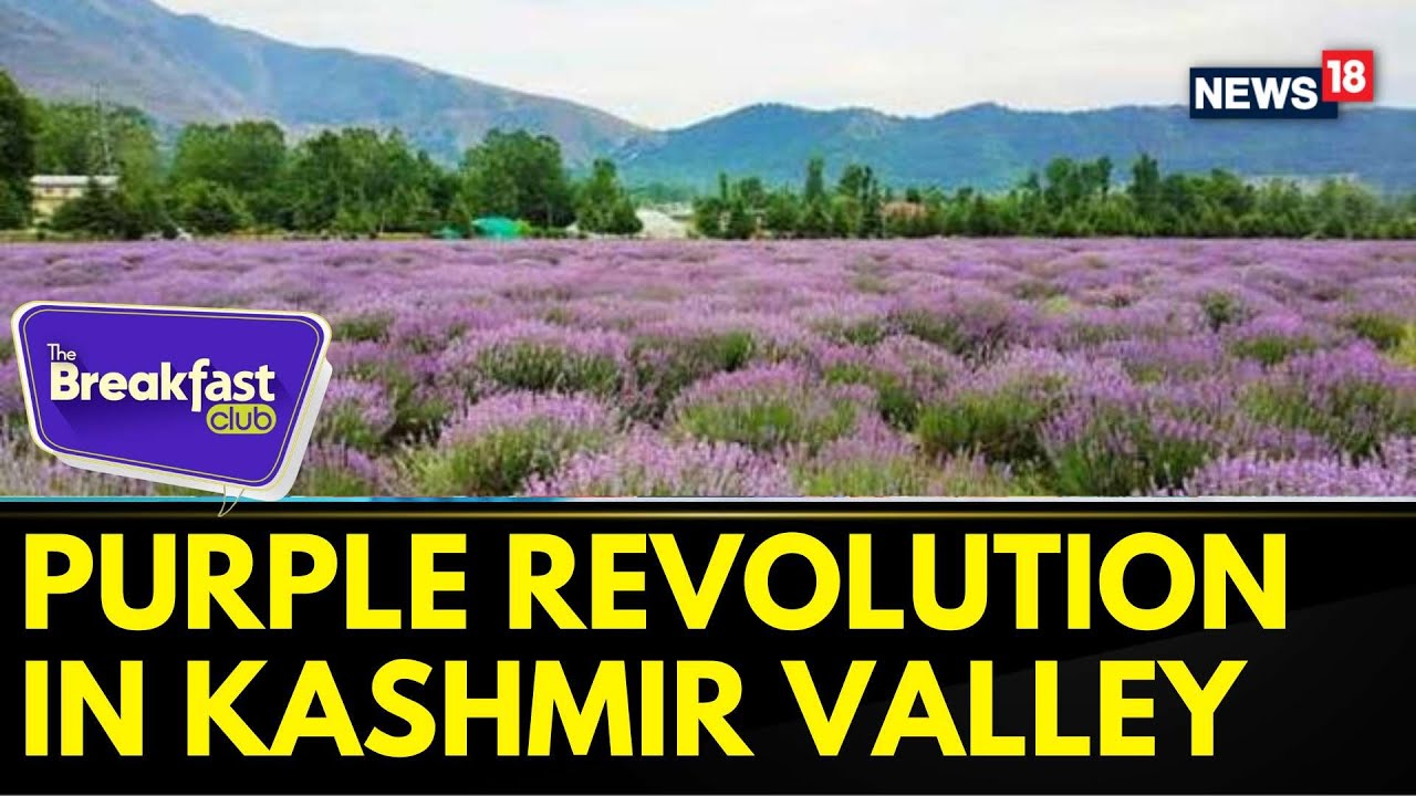 Watch The Breakfast Club | Kashmir Valley Witnessing ‘purple Revolution ...