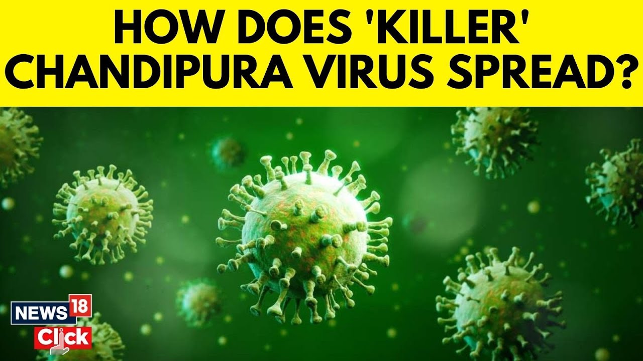 Watch What Is Chandipura Virus? Gujarat Death Toll Rises To 15—What’s ...