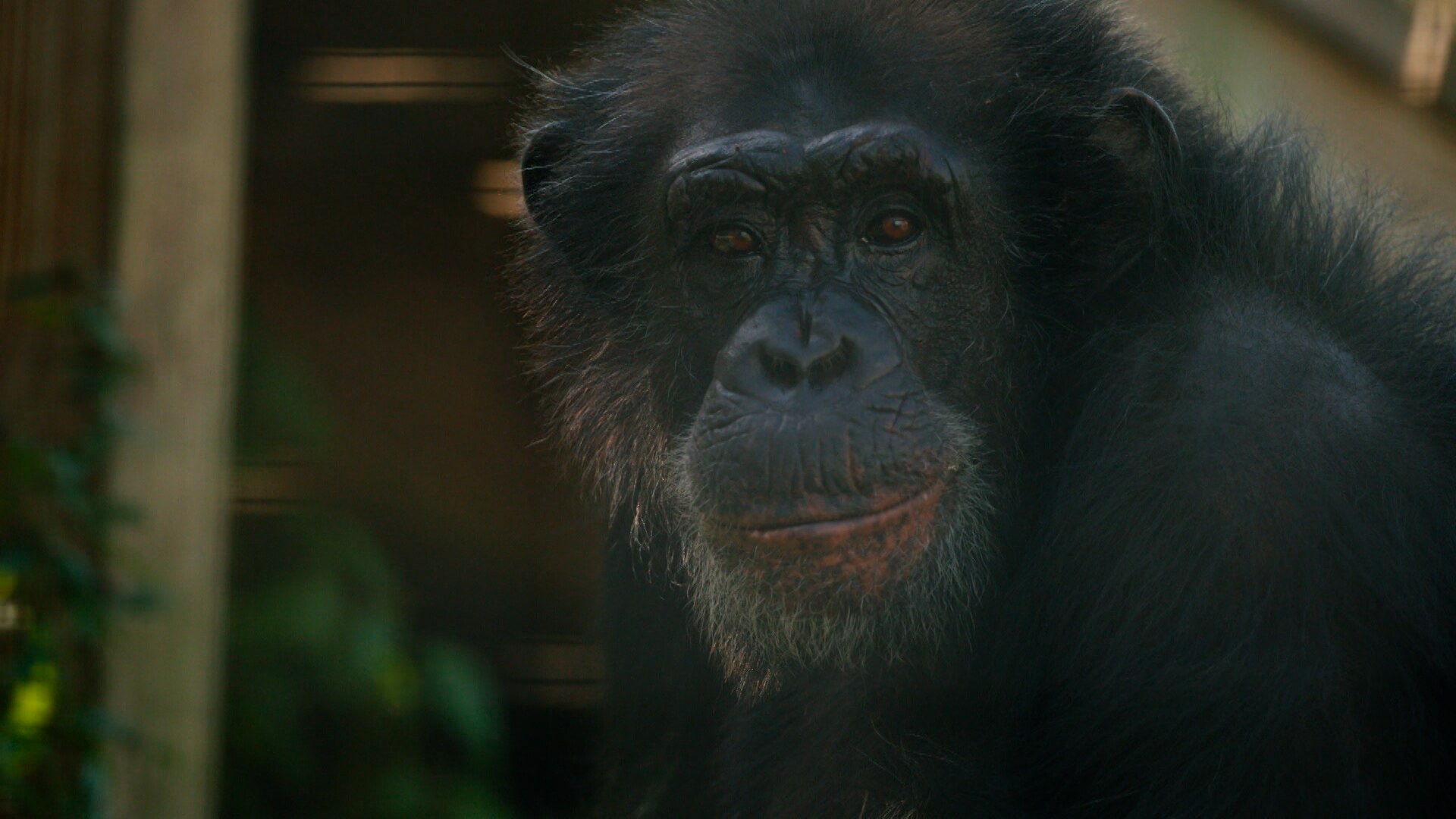 Watch Chimp Crazy Season 1 Episode 4 Fantasy Island Watch Full Episode Online(HD) On JioCinema