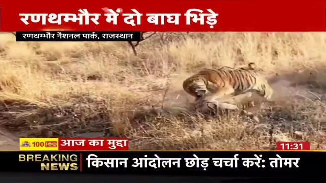 Watch Two Tigers Battle At Ranthambore Park News On JioCinema