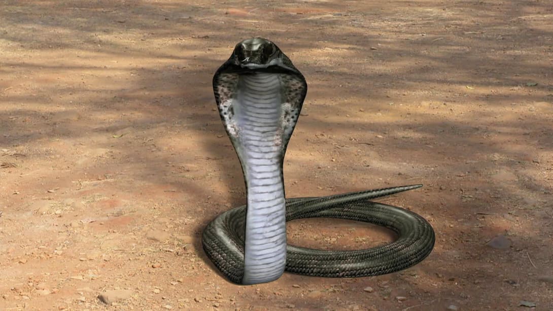 Vaman encounters a cobra