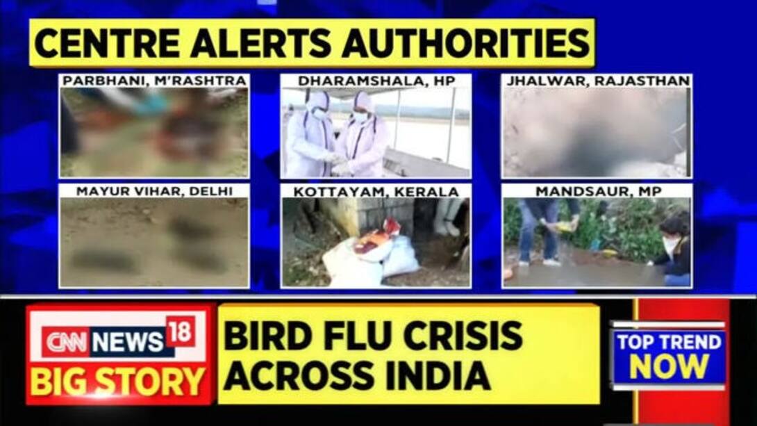 Watch Bird Flu Outbreak Maharashtra On High Alert; Poultry Prices Hit