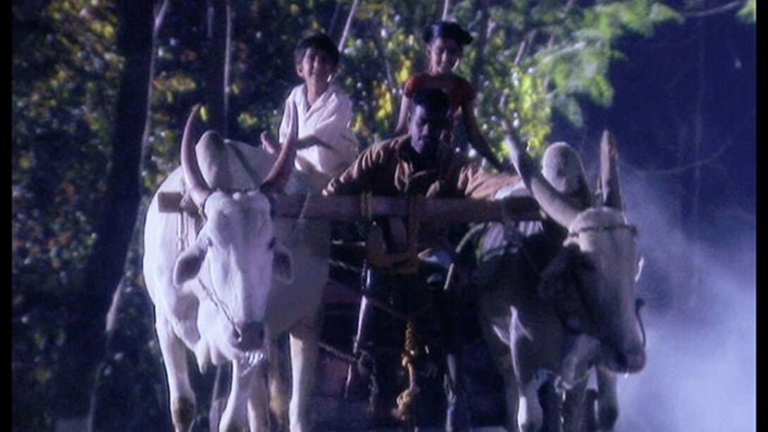 Phulwa brings the pair of bulls