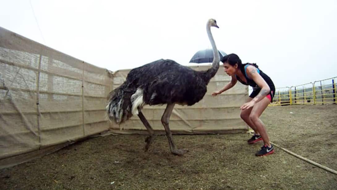 The exhausting Ostrich task