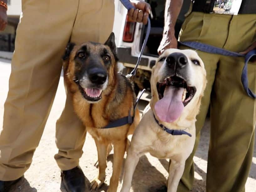 Sniffer dogs to search Devika